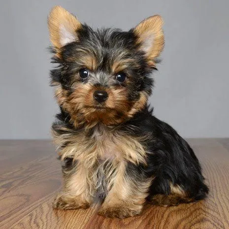 YORKIE