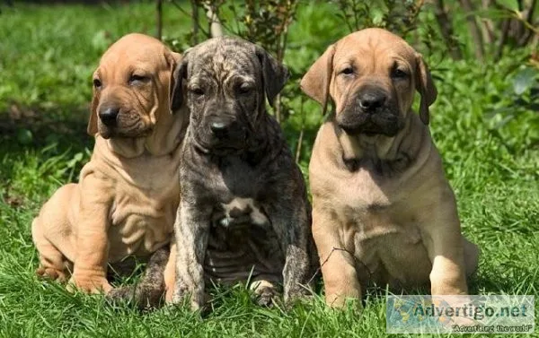 Gorgeous Fila Brasileiro puppies