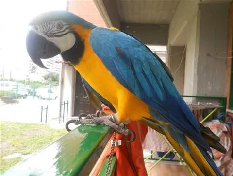 Pair Blue and Gold Macaw Parrots