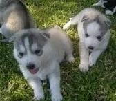 appearance makes Huskies
