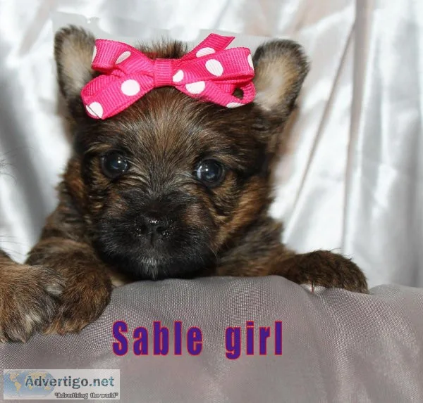 CHOCOLATE  AND TRADITIONAL YORKIE PUPPIES  FOR SALE