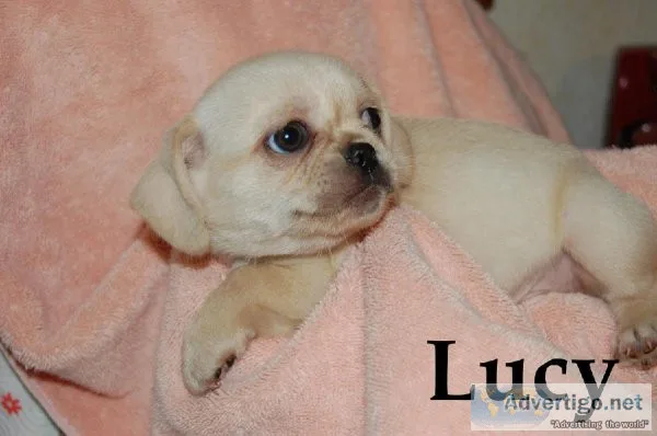 Pug Pekingese Puppies