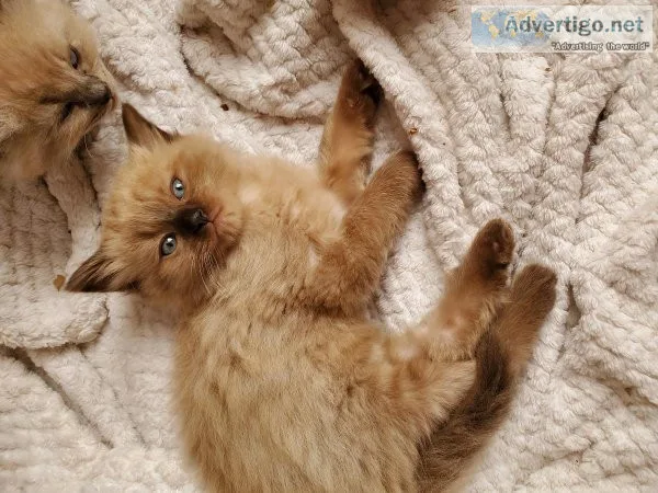 Ragdoll Kitten