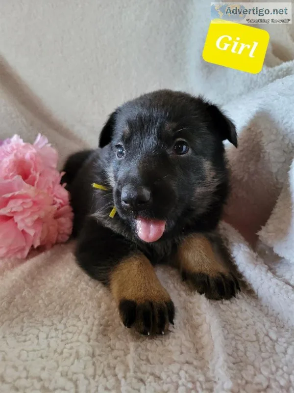 Adorable AKC German Shepherd Puppies