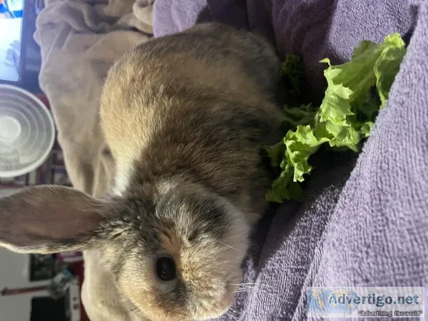 Rabbit born in september
