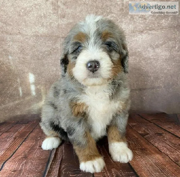Bernedoodle puppies ready to go