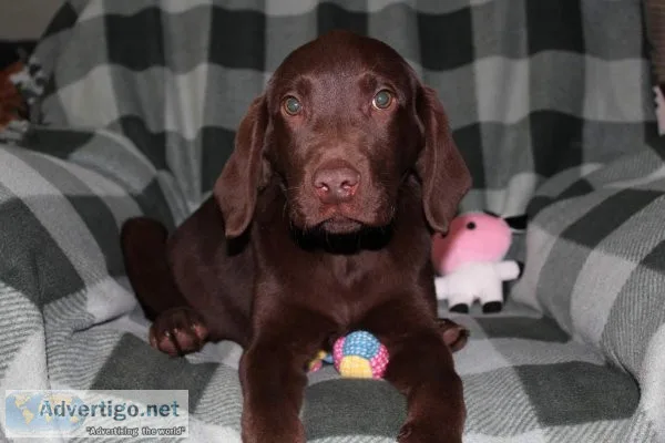 Labrador retrievers AKC registered