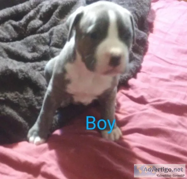 American Staffordshire Pit Bull pups