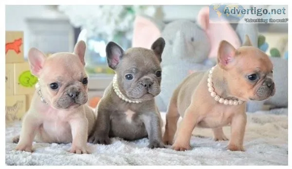 Solid French Bulldog puppies 10 wks purebred