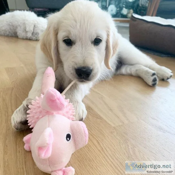 Golden retriever doxen last one