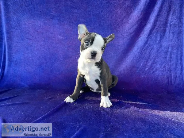 Boston Terrier Puppies
