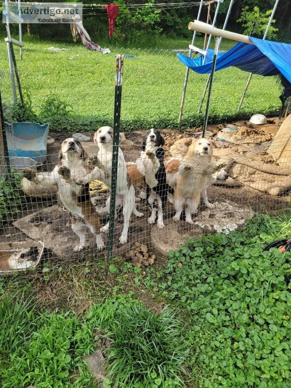 Sweet and playful pups