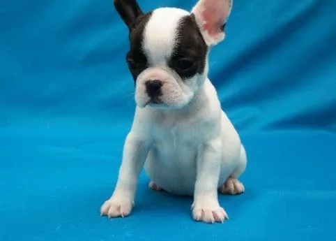 French Bulldog Puppies For Sale