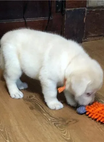 Quality Labrador Puppiesx
