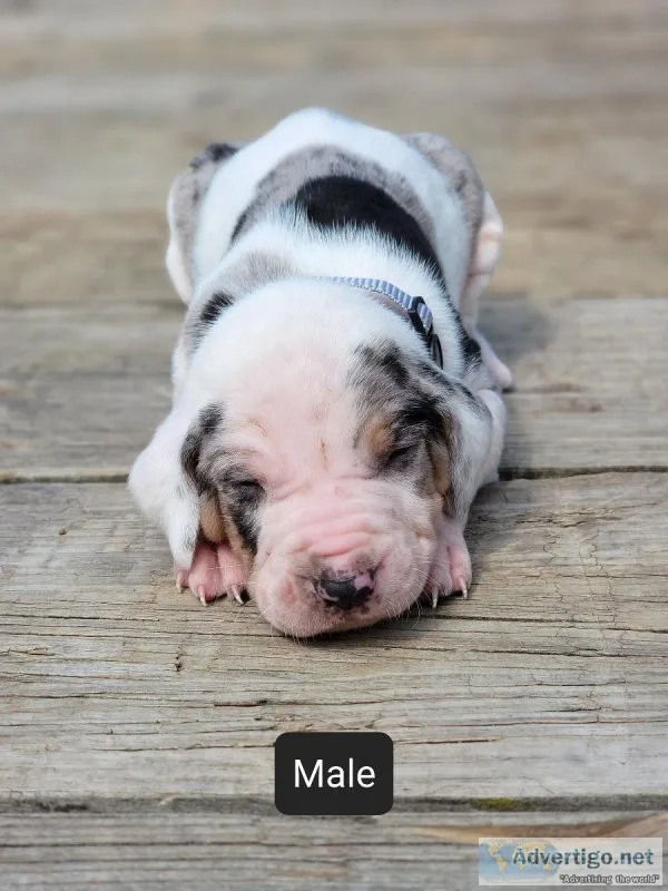 NALC registered Catahoula s