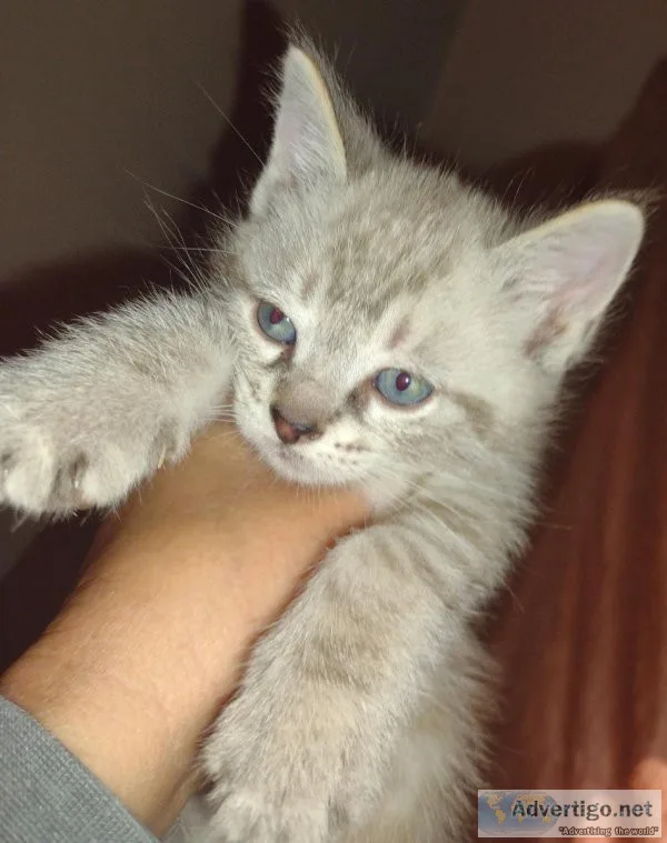 Siamese Kittens