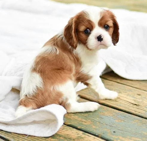 Cavalier King Charles Spaniel purebred 9 weeks