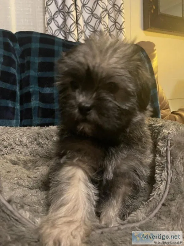 Shortie puppies