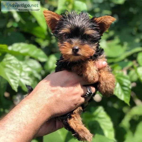 Yorkshire terrier females