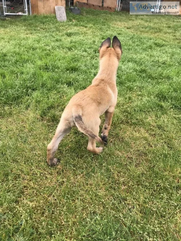 Belgium Malinois