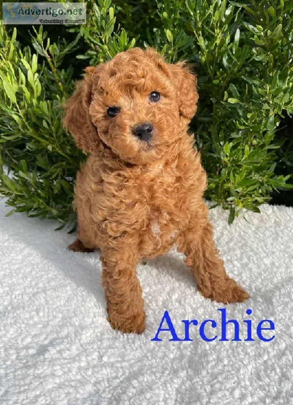 Stunning Toy poodle puppies available
