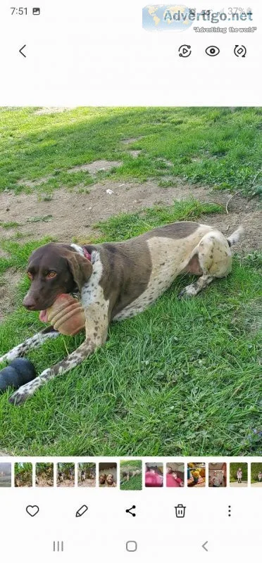 German short-haired pointer