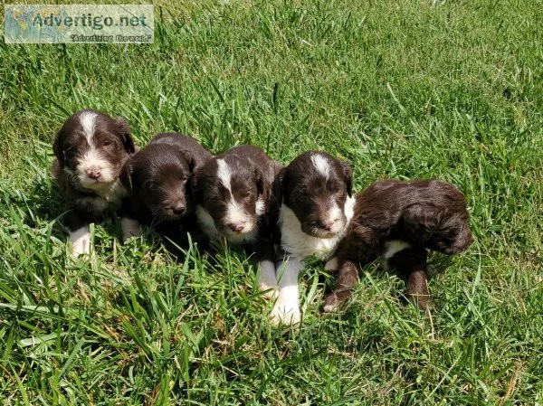 F1 Labradoodles