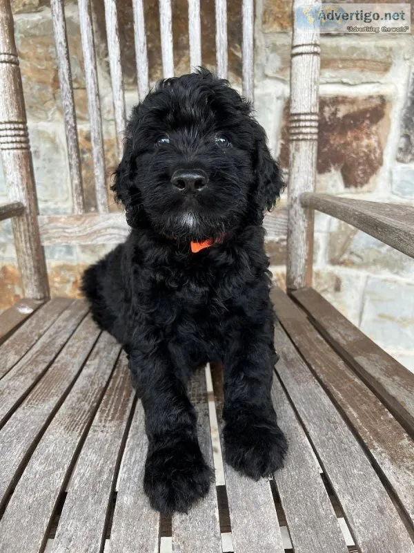Goldendoodle puppies