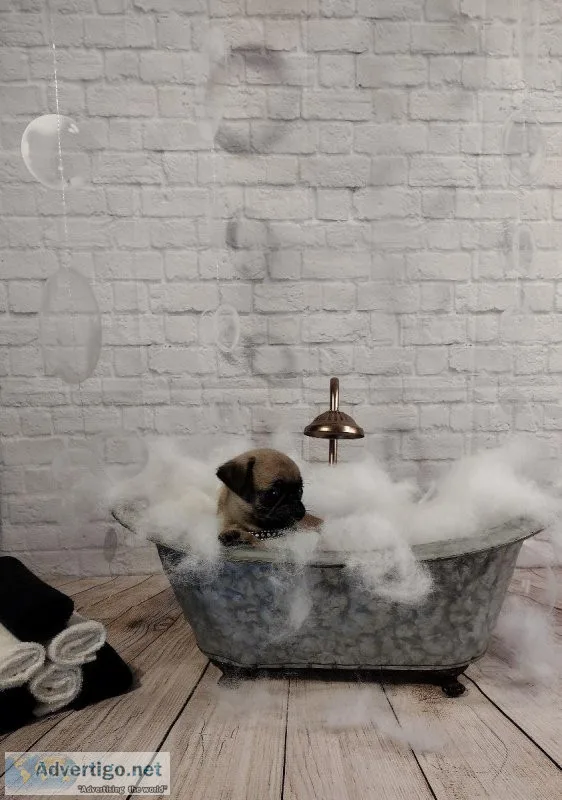 Tiny Pug Puppy