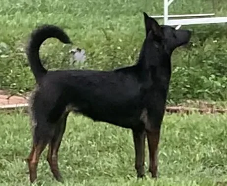Malinois female