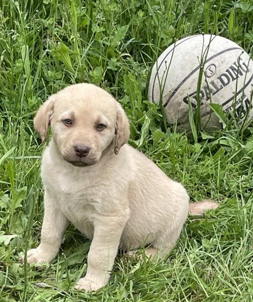 AKC Chesapeake Bay Retriever Pups