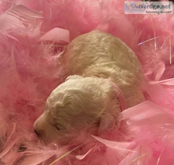Pink Female (Rain) - APRI Registered Bichon Frise