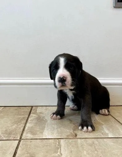 cane corso