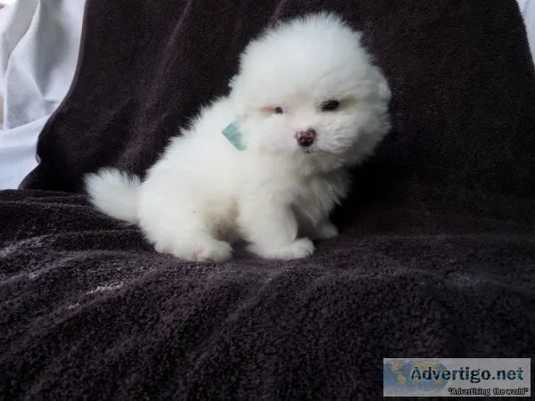 PomShi Puppies