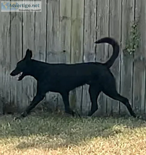 Malinois black