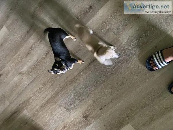 2 Chihuahua Pups