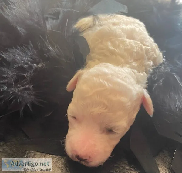 Black Male (Tornado) - APRI Registered Bichon Frise