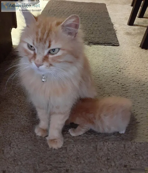 REHOME - Duo Tabby Cat and Her Kitten (Charlotte)