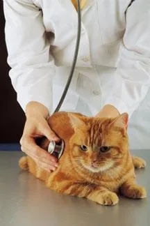 Medical Assessment