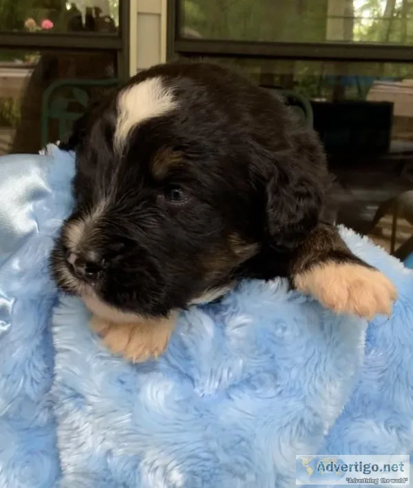 Bernedoodle puppies