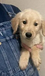 Lovely Golden Retriever