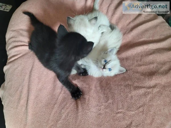 SiameseTabby kittens