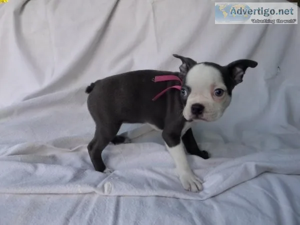 Boston Terrier Puppies