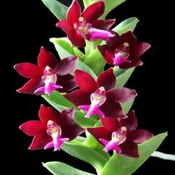 Spathoglottis Orchids Online Purchase
