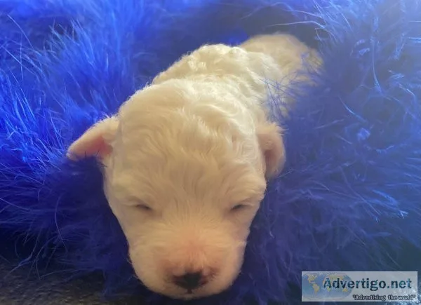 Blue Male (Nimbus) - APRI Registered Bichon Frise