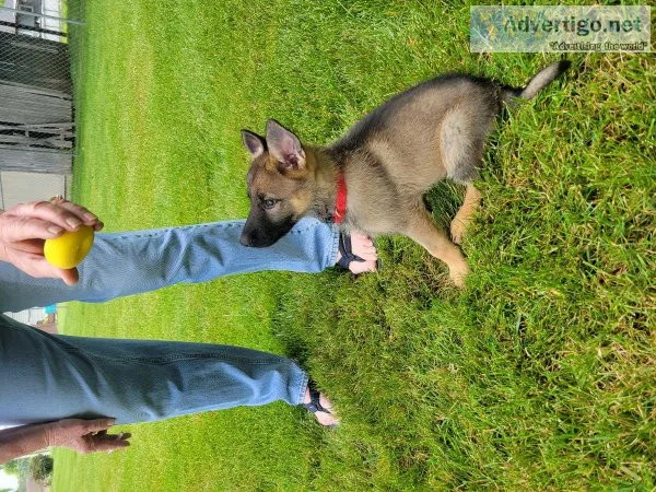 German Shepherd Puppies
