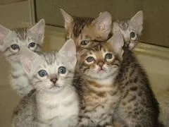 BENGAL Kittens Availablex