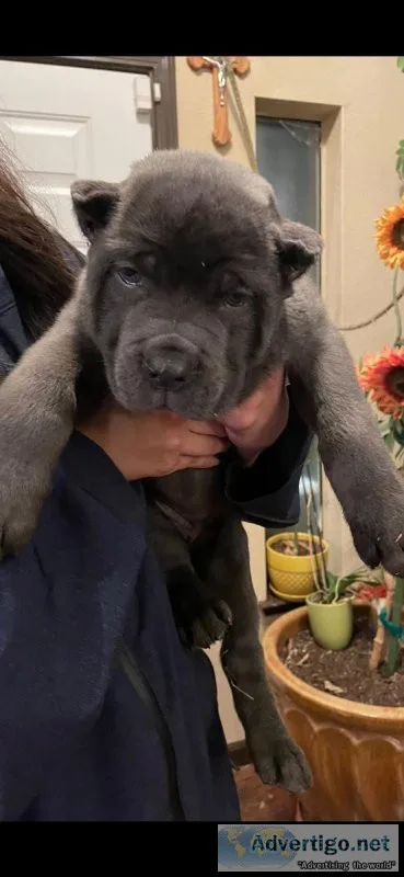 Puppies looking for homes