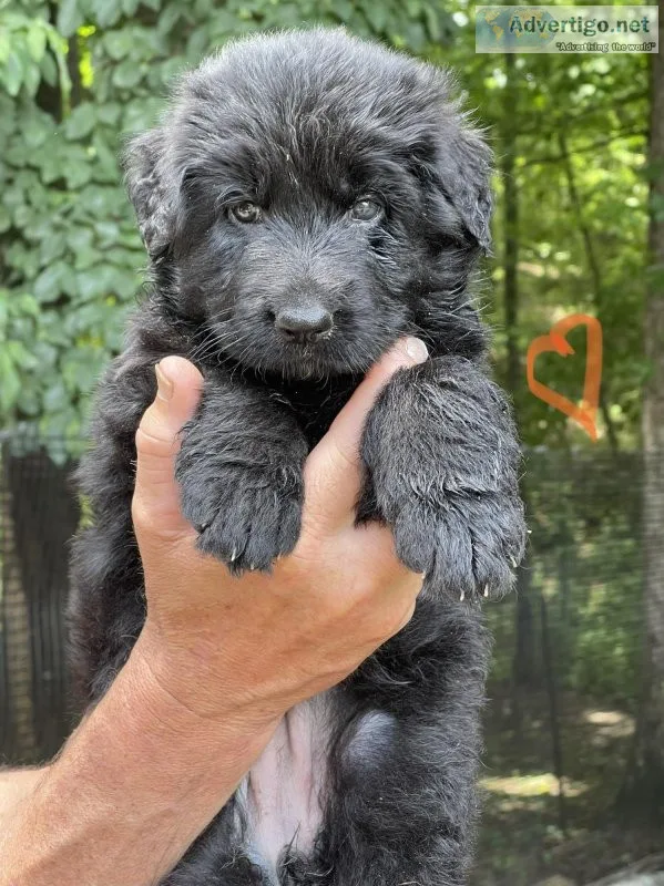 AKC German Shepherd Puppies