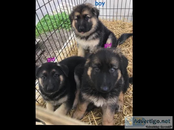 For Sale Full Blooded German Shepherd Puppies